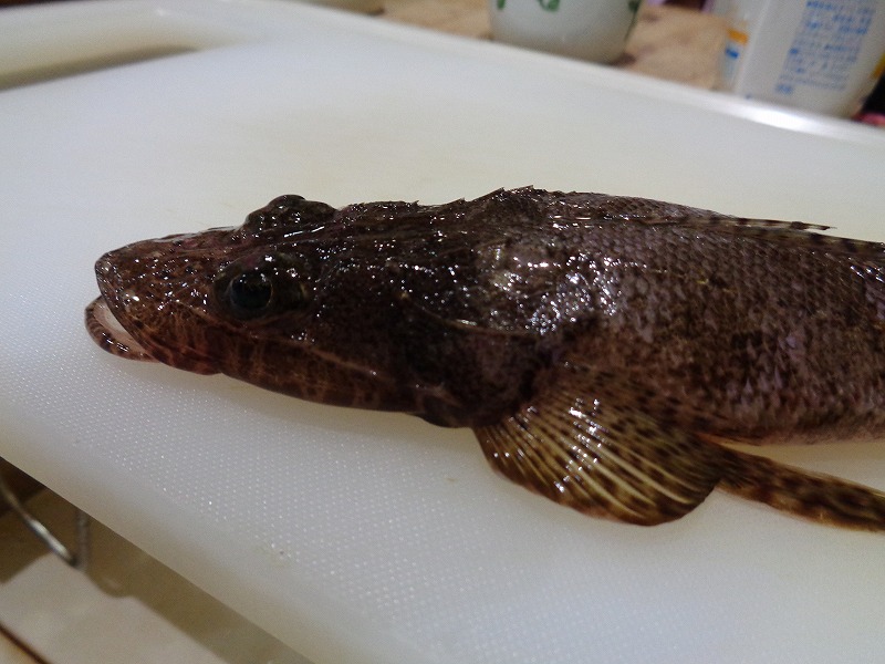 小さいけどマゴチ釣れました イカ釣り ヒムカ漫遊